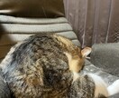 経験者！恋愛は永遠の課題です。一緒に解決します 僕があなたのキューピッドになります！ イメージ3