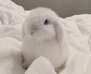 九星気学で占います 総合運、性質、相性など占います！吉方位も見えます。 イメージ1