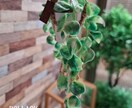 ミニチュア観葉植物販売します ドールハウスサイズのハンギングミニチュアポトス イメージ3
