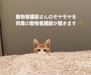 動物病院勤務5年の看護師が同業さんの悩みを聞きます 同業の方でも今勉強中の学生さんでも大歓迎です！ イメージ1