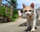 5枚までこの価格！！写真、画像の背景を切り取ります 人、動物、料理など背景をなくすことができます！ イメージ1