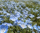 完成品！商用・商品化に使える花の写真素材販売します 300種類以上の花、1600枚以上の写真があります イメージ2