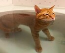 誰かとちょこっと話したいとき、1分でもお話聞きます 雑談から悩み事まで！お試し1分から！途中で切っても大丈夫！ イメージ10