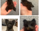 羊毛フェルトで手乗りペットちゃんをお作りします 羊毛在庫の確認の為、ご購入前にお問い合わせ下さいませ。 イメージ1