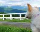 愛するペットのお写真を可愛く撮影します データだけでなくフォトアルバムもセットでお渡しします！ イメージ8