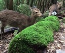 世界遺産②屋久島の世界遺産の周り方をお伝えします 【屋久島】一生に一度は行きたい縄文杉へ イメージ4