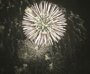 打上花火の写真【先着5名】5→10枚提供します 商用利用・加工OK！　買い切りで何度も使えます！ イメージ10