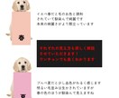 愛犬のパーソナルカラー診断させていただきます ワンチャンでもできる！本格パーソナルカラー診断！ イメージ3