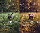 写真の色調補正できます あなたの写真をガラッとイメチェン☆ イメージ6