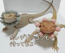 あなたのお話を関西の動物大好き主婦が聞きます たった5分だけでもお話聞きます！気楽にお話しましょう。 イメージ3