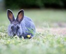 うつ病、うつ病かもって方のお悩みをお聞きします 疲れた、辛い、先が不安などの悩みをトークルームでお話聞きます イメージ5