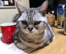 猫ちゃんに関する事を伝えます 猫ちゃんの困った事やクセ  脱走  なんでも  相談します イメージ4
