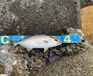 初心者向けのルアーフィッシング道具を選びます 1本のロッドで【なんでも釣りたい】欲張りさん必見です！ イメージ10