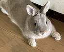 犬猫小動物｜生き物好きさんの相談や自慢話を聴きます トークルームで10通やりとり-通話と違い落ち着いてトーク可能 イメージ10