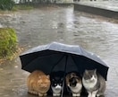 眠れないほど不安を抱えたあなたへ、不安受け止めます コミュ症看護師です、私にしかできない誠実な対応をします。 イメージ1