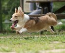 広島のドッグランで浮いてる犬の撮影をします ソニーのハイエンドカメラで一瞬を切り取ります イメージ1