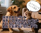 保護犬や保護猫さんが家庭に馴染むお手伝い致します 譲渡されたペット限定！新生活に馴染めるようにお手伝い致します イメージ1