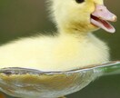 雑談・相談★5分～でも気軽に会話できます barで勤めていた経験を活かします(*´∀`)bﾟ+. イメージ8