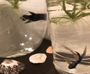率直に風変わりな視点をお伝えします ！人生の分かれ道にいて、身近な方の助言に葛藤している方へ イメージ1