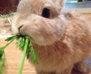 うさぎさんの飼い方アドバイスします うさぎ専門シッターがあなたの大切なうさぎさんのお悩み解決！ イメージ3
