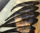 はじめての魚釣り！をお手伝いします 魚釣り、何からすれば良いの？をレクチャーします！ イメージ4
