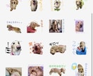 LINEスタンプ作成します 愛犬や愛猫、お子さん等、お写真を使用したLINEスタンプ⭐︎ イメージ3
