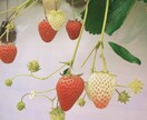 人物写真の美化加工やフィルムカメラ風加工いたします 「お気に入りの写真が盛れてない…」という方、お任せください！ イメージ4