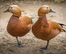 双子の本質の違いをお伝えします 双子でも全然違う本質的な部分を数秘を使ってお伝えしましす。 イメージ1