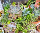 多肉植物の寄せ植え、お届けします 自家製多肉植物、管理方法とともにお届けします！ イメージ3
