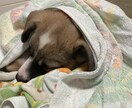 総合お悩み相談受け付けます どんな小さな悩みも聞きます話してみて下さい イメージ3