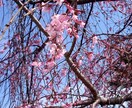 こんな写真をとご要望が頂ける様精進いたします どのような写真がご入り用ですか。 イメージ5