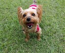 ペットの飼育相談にのります 多頭飼い5年目のワンコ大好き主婦です！ イメージ3