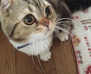 ペットに関するご相談承ります 動物に関する相談等、お悩み事に対しての解決策をお手伝いします イメージ6