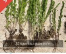 メルカリで野草販売のお手伝いします 災害時の非常食にもなる野草、フリマアプリで売れます。 イメージ2
