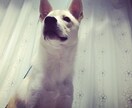 恋愛、仕事、人生相談なんでも聞きます 身近な人に言えない誰でもいいから聞いて欲しい方にオススメ！ イメージ1