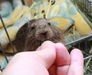 わんちゃん、ねこちゃんの相談乗ります 動物看護師がわんちゃん、ねこちゃんのお悩み相談乗ります！ イメージ5