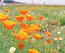 お仕事をはじめとする日々のお悩み伺います ホッとする居場所になりたい(*^^*) イメージ4
