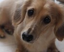 あなたの大切な子のお話お聴きします 愛おしさも、迷いも、悲しみも。どんな想いも受け止めます イメージ5
