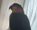 愛鳥家さんの親バカ話・お悩み聞きます 鳥好きだからこそ分かる気持ち、聞かせてください☺︎ イメージ3