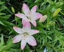 誰にも言えない悩み、静かにお聴きします 心が疲れたとき、誰かと話したいとき。静かに耳を傾けます。 イメージ2