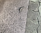 チャクラを開きオーラの色診断致します オーラの色で性格や体調、近づいてる運気見せて頂きます イメージ1