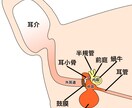 動物看護師さん向け！病気のメカニズムを解説します 現役獣医師が病気について、わかりやすく解説します イメージ4