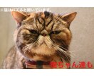 中毒性あり⁉︎辛辣コメントのおみくじをお届けします 親友が投げかけるよな一言でアナタの背中をポンっと押します♪ イメージ6