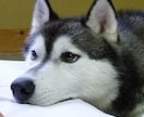 あなたの〇〇になりきってチャットします 彼氏、友達、同級生等をチャットでレンタルしませんか？ イメージ1