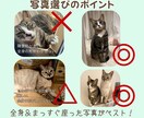 ペットの写真を表情豊かにLINEスタンプ化します 表情＆動きをつけてかわいさ120%UPでスタンプ化！ イメージ8