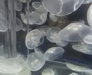 心の重荷をふわっと軽くする　クラゲがお話聞きます 疲れたあなたにクラゲがそっと寄り添います イメージ1