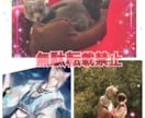 保護活から✴︎学んだペット霊視お気持ち拝見します 保護活から得たペットそれぞれの気持ちをお伝えします†✴︎ イメージ8