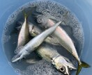 絶対に釣れるポイントをご紹介します 【初心者、入門者向け】釣れる場所をご紹介！ イメージ1