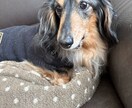17歳老犬飼主・介護20年の主婦が相談に乗ります 介護、愛犬、献立の悩み。人生相談から愚痴聞きまで。 イメージ2