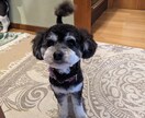 わんこやにゃんこの気持ちを占います あなたの愛犬愛猫の気持ちをタロットに聞いてみませんか? イメージ4